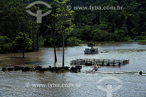  Subject: Herd of buffalo on Amazon River in flood season / Place: Parintins city - Amazonas state (AM) - Brazil / Date: 07/2012 