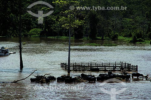  Subject: Herd of buffalo on Amazon River in flood season / Place: Parintins city - Amazonas state (AM) - Brazil / Date: 07/2012 