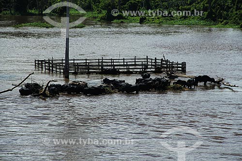  Subject: Herd of buffalo on Amazon River in flood season / Place: Parintins city - Amazonas state (AM) - Brazil / Date: 07/2012 