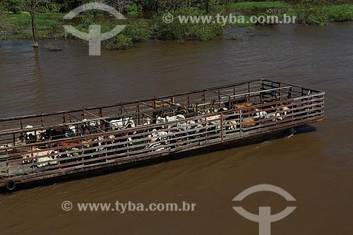  Subject: Ferry transporting cattle in the Amazon River in flood season / Place: Parintins city - Amazonas state (AM) - Brazil / Date: 07/2012 