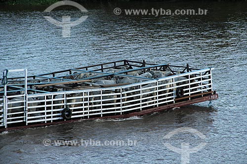  Subject: Ferry transporting cattle in the Amazon River between the cities of Urucurituba and Manaus / Place: Urucurituba city - Amazonas state (AM) - Brazil / Date: 07/2012 