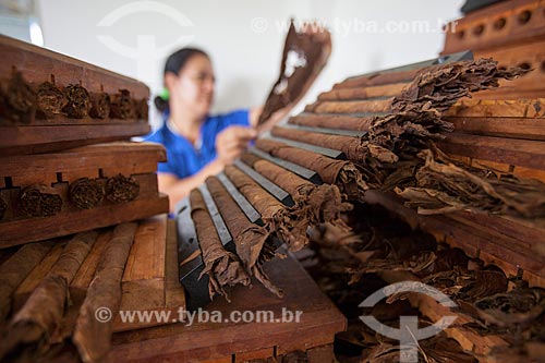 Subject: Women working the production of cigars - Don Francisco Cigars - Mata fina tobacco / Place: Campo Verde farm - Cruz das Almas city - Bahia state (BA) - Brazil / Date: 07/2012 