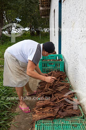  Subject: Beneficiation process of the tobacco leaves to cigar production - Don Francisco Cigars - Mata fina tobacco / Place: Campo Verde farm - Cruz das Almas city - Bahia state (BA) - Brazil / Date: 07/2012 