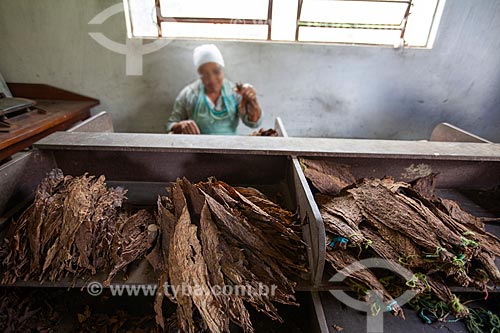  Subject: Tobacco leaves to cigar production - Don Francisco Cigars - Mata fina tobacco / Place: Campo Verde farm - Cruz das Almas city - Bahia state (BA) - Brazil / Date: 07/2012 