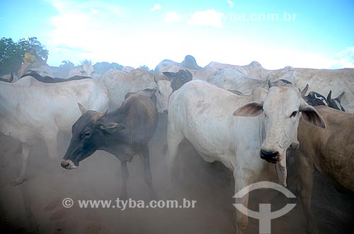  Subject: Cattle on a dirt road in rural zone of  municipality of Acailandia / Place: Acailandia city - Maranhao state (MA) - Brazil / Date: 05/2012 