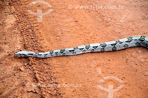  Subject: Boa constrictor on dirt road in rural zone of municipality of Acailandia / Place: Acailandia city - Maranhao state (MA) - Brazil / Date: 05/2012 