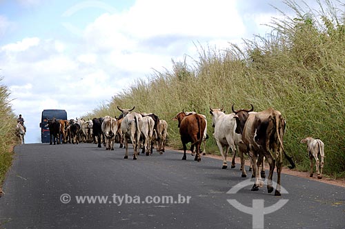  Subject: Cowboys leading the cattle on Highway BR-010 (Popularly known as the Belem-Brasilia) / Place: Acailandia city - Maranhao state (MA) - Brazil / Date: 05/2012 