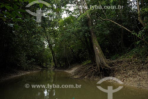  Subject: Banks of the Branco River / Place: Caracarai city - Roraima state (RR) - Brazil / Date: 03/2012 