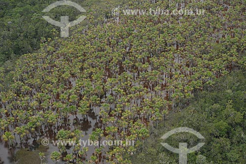  Subject: Buritis (Mauritia flexuosa) on the Serra da Mocidade National Park / Place: Caracarai city - Roraima state (RR) - Brazil / Date: 03/2012 