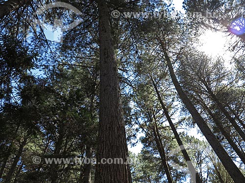  Subject: Coniferous trees in Campos do Jordao State Park also known as Horto Florestal / Place: Campos do Jordao city - Sao Paulo state (SP) - Brazil / Date: 09/2012 