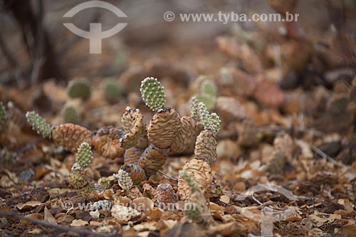  Subject: Cactus Quipa (Opuntia inamoena) in State Park Canudos / Place: Canudos city - Bahia state (BA) - Brazil / Date: 06/2012 