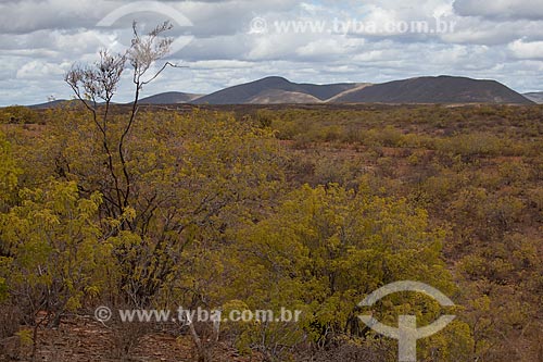  Subject: Typical vegetation of the caatinga in State Park Canudos / Place: Canudos city - Bahia state (BA) - Brazil / Date: 06/2012 