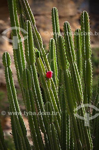  Subject: Cactus mandacaru (Cereus jamacaru) in Raso da Catarina Ecological Station / Place: Paulo Afonso city - Bahia state (BA) - Brazil / Date: 06/2012 