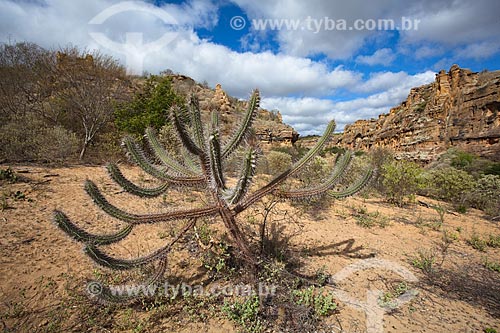  Subject: Cactus xique-xique (Pilosocereus gounelli) in Baixa do Chico canyon formed by sandstone rocks in Raso da Catarina Ecological Station / Place: Paulo Afonso city - Bahia state (BA) - Brazil / Date: 06/2012 