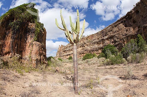  Subject: Cactus mandacaru (Cereus jamacaru) in Baixa do Chico canyon formed by sandstone rocks in Raso da Catarina Ecological Station / Place: Paulo Afonso city - Bahia state (BA) - Brazil / Date: 06/2012 