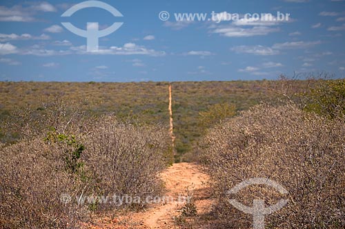  Subject: Landscape of typical vegetation of the caatinga in Raso da Catarina Ecological Station / Place: Paulo Afonso city - Bahia state (BA) - Brazil / Date: 06/2012 