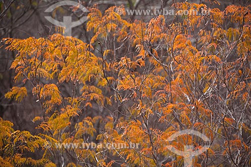  Subject: Landscape of trees in the caatinga in the backwoods of Pernambuco / Place: Jatoba city - Pernambuco state (PE)  - Brazil / Date: 06/2012 