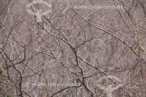  Subject: Landscape of typical vegetation of the caatinga in the backwoods of Pernambuco / Place: Jatoba city - Pernambuco state (PE)  - Brazil / Date: 06/2012 