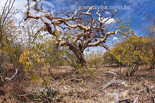 Subject: Umburana tree (Amburana cearensis) in the backwoods of Pernambuco / Place: Salgueiro city - Pernambuco state (PE) - Brazil / Date: 06/2012 