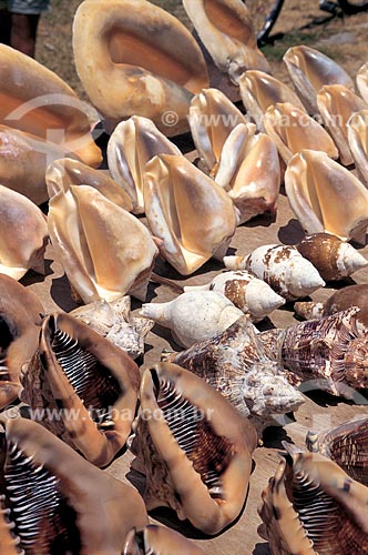  Subject: Trade of shells / Place: Porto Seguro city - Bahia state (BA) - Brazil / Date: 2010 