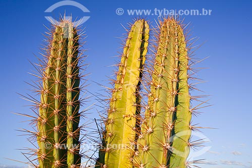  Subject: Cactus mandacaru (Cereus jamacaru) in the backwoods of Pernambuco / Place: Lagoa Grande city - Pernambuco state (PE) - Brazil / Date: 06/2012 