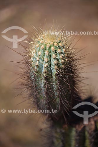  Subject: Detail of cactus-xique xique in the backwoods of Pernambuco / Place: Petrolina city - Pernambuco state (PE) - Brazil / Date: 06/2012 
