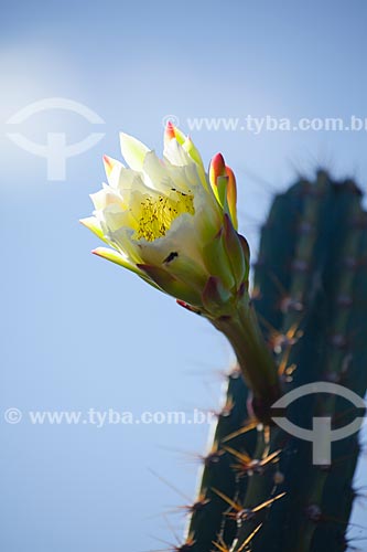  Subject: Flower of mandacaru (Cereus jamacaru) in the backwoods of Pernambuco / Place: Petrolina city - Pernambuco state (PE) - Brazil / Date: 06/2012 