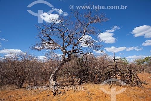  Subject: Typical vegetation of backwoods of Pernambuco / Place: Petrolina city - Pernambuco state (PE) - Brazil / Date: 06/2012 