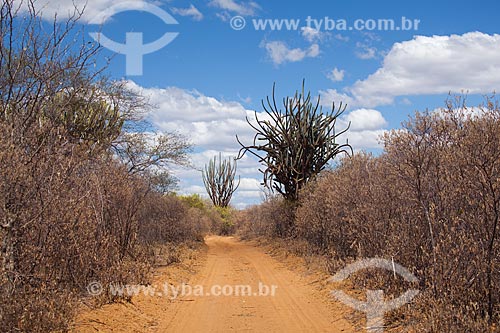  Subject: Cactus facheiro (Pilosocereus pentaedrophorus) on the edge of dirt road in the backwoods of Pernambuco / Place: Petrolina city - Pernambuco state (PE) - Brazil / Date: 06/2012 