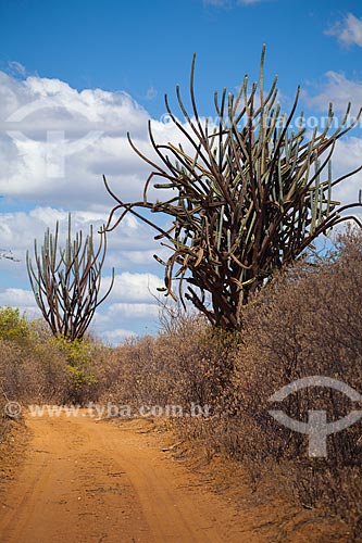  Subject: Cactus facheiro (Pilosocereus pentaedrophorus) on the edge of dirt road in the backwoods of Pernambuco / Place: Petrolina city - Pernambuco state (PE) - Brazil / Date: 06/2012 