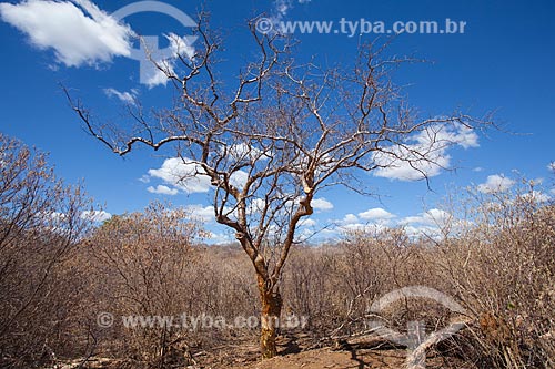  Subject: Umburana tree  (Amburana cearensis) in the backwoods of Pernambuco / Place: Petrolina city - Pernambuco state (PE) - Brazil / Date: 06/2012 
