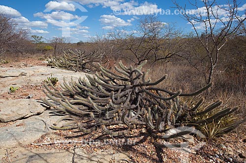 Subject: Cactus xique-xique (Pilosocereus gounellei) in the backwoods of Pernambuco  / Place: Petrolina city - Pernambuco state (PE) - Brazil / Date: 06/2012 