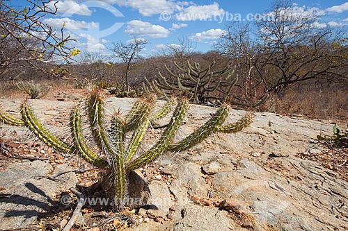  Subject: Cactus xique-xique ( Pilosocereus gounellei) in the backwoods of Pernambuco  / Place: Petrolina city - Pernambuco state (PE) - Brazil / Date: 06/2012 