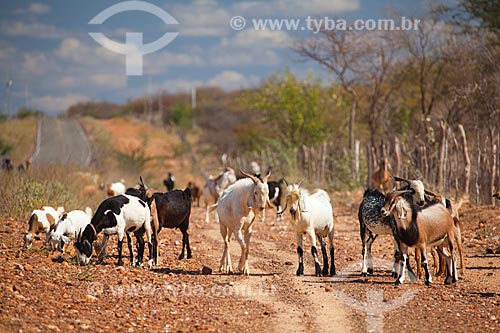  Subject: Goats on the edge of PE-630 highway in the backwoods of Pernambuco / Place: Petrolina city - Pernambuco state (PE) - Brazil / Date: 06/2012 