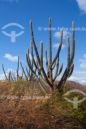  Subject: Cactus facheiro (Pilosocereus pentaedrophorus) on the backwoods of Bahia / Place: Jaguarari city - Bahia state (BA) - Brazil / Date: 06/2012 