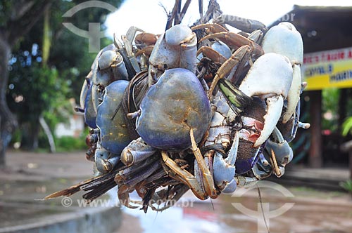 Subject: Crabs - Marau Peninsula / Place: Marau city - Bahia state (BA) - Brazil / Date: 11/2011 