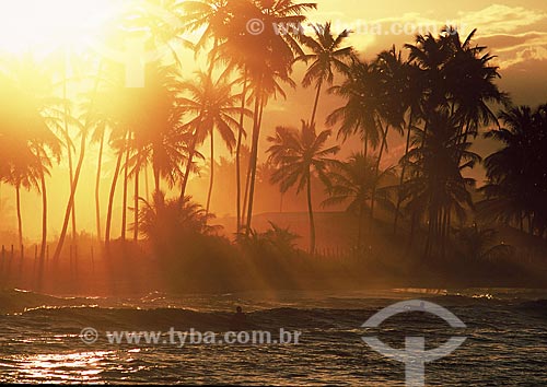  Subject: Beach and coconut trees in Barra Grande - Marau Peninsula / Place: Marau city - Bahia state (BA) - Brazil / Date: 11/2011 