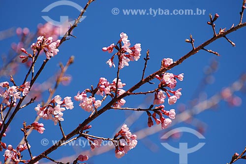  Subject: Flowered cherry  / Place: Itamonte city - Minas Gerais state (MG) - Brazil / Date: 06/2010 
