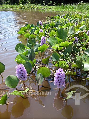  Subject: Flower of Water Hyacinth (Eichornia crassipes) in lake of Amazon River / Place: Near Santarem city - Para state (PA) - Brazil / Date: 08/2003 