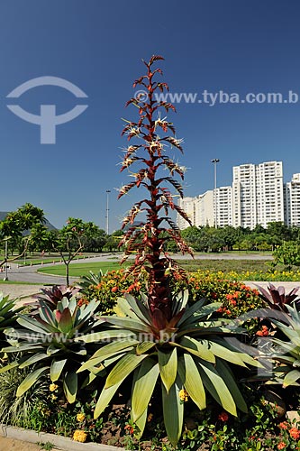  Subject: Bromeliad Imperial (Alcantarea imperialis) in the garden of Flamengo Landfill / Place: Rio de Janeiro city - Rio de Janeiro state (RJ) - Brazil / Date: 11/2009 
