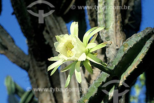  Subject: Flower of mandacaru (Cereus jamacaru) in Aiuaba Ecological Station / Place: Aiuaba city - Ceara state (CE) - Brazil / Date: 01/2010 