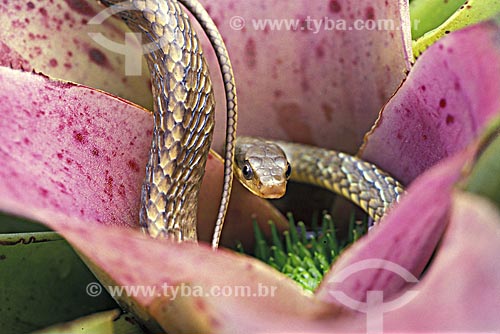  Subject: Vine snake (Chironius carinatus) in bromeliad / Place: Rio de Janeiro city - Rio de Janeiro state (RJ) - Brazil / Date: 02/2009 