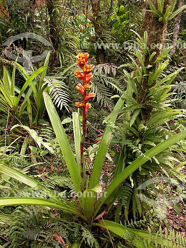  Subject: Bromeliad (Tillandsia sp.) / Place: Cusco - Department of Cusco - Peru - South America / Date: 08/2012 