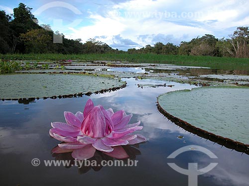  Subject: Victoria regia (Victoria amazonica) - also known as Amazon Water Lily or Giant Water Lily - in a floodplain lake in Purus river on Sustainable development reserve Piagacu-Purus Amazon Water Lily / Place: Amazonas state (AM) - Brazil / Date: 