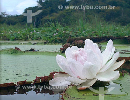  Subject: Victoria regia (Victoria amazonica) - also known as Amazon Water Lily or Giant Water Lily - in a floodplain lake in Purus river on Sustainable development reserve Piagacu-Purus Amazon Water Lily / Place: Amazonas state (AM) - Brazil / Date: 