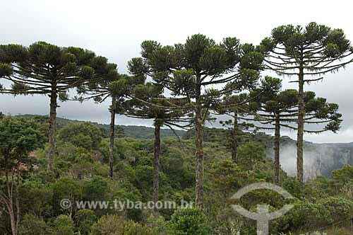   Bosque de araucÃ¡rias (Araucaria angustifolia) 
