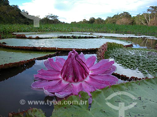  Subject: Victoria regia (Victoria amazonica) - also known as Amazon Water Lily or Giant Water Lily - in a floodplain lake in Purus river on Sustainable development reserve Piagacu-Purus / Place: Amazonas state (AM) - Brazil / Date: 04/2004 