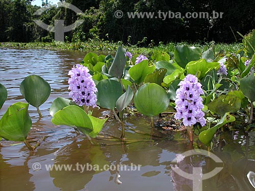  Subject: Flower of Water Hyacinth (Eichornia crassipes) in lake of Amazon River / Place: Near Santarem city - Para state (PA) - Brazil / Date: 08/2003 