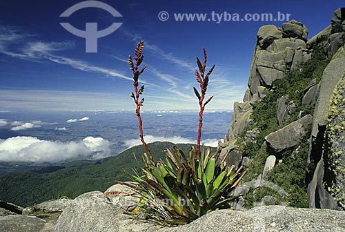  Subject: Bromeliad (Vriesea itatiaiae) on the prateleiras in plateau the Itatiaia National Park / Place: Itamonte city - Minas Gerais state ( MG ) - Brazil / Date: 11/2009 