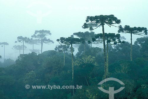  Subject: Araucaria (Araucaria angustifolia) in Aparados da Serra National Park / Place: Cambara do Sul city - Rio Grande do Sul state (RS) - Brazil / Date: 08/2012 